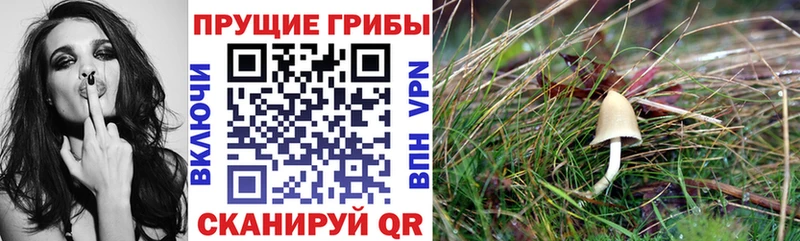 Псилоцибиновые грибы прущие грибы  Шилка 